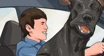 Deal with Severe Motion Sickness in Dogs