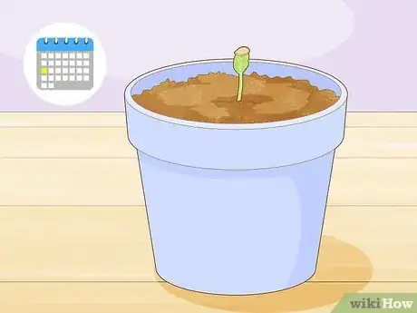 Image titled Grow Giant Vegetables Step 5