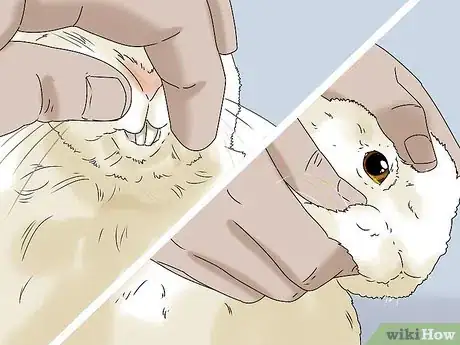 Image titled Keep Your Rabbit Healthy Step 3