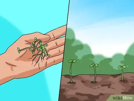 Image titled Grow Sorrel Step 5