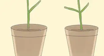 Grow a Pencil Tree (Euphorbia Tirucalli)