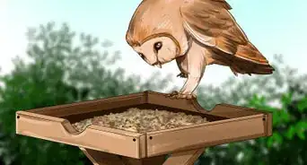 Attract Barn Owls