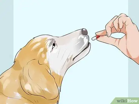 Image titled Treat Metabolic Disease in Older Dogs Step 2