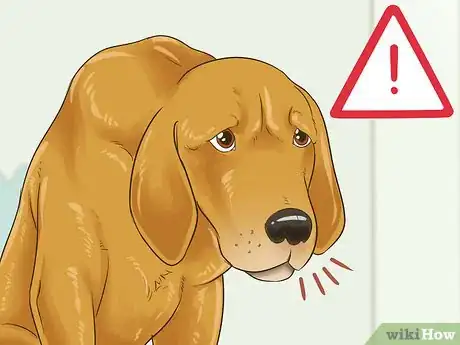 Image titled Manage Behavioral Dysfunction in Older Dogs Step 16