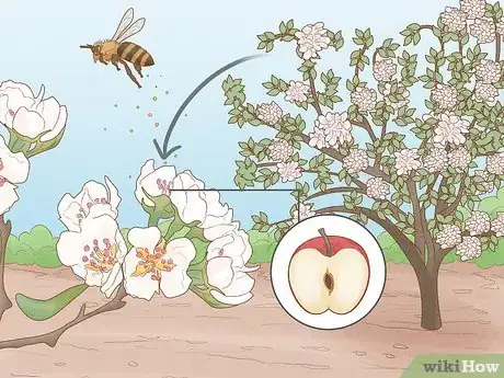 Image titled How Do Insects Help a Plant to Reproduce Step 3