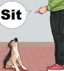 Teach a German Shepherd to Sit