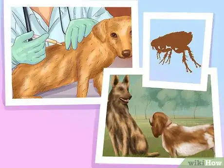 Image titled Choose the Right Care for Your Dog While on Vacation Step 13