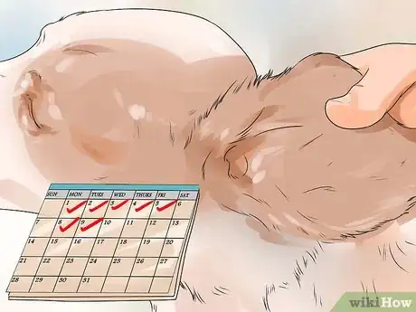 Image titled Care for English Springer Spaniels Step 18