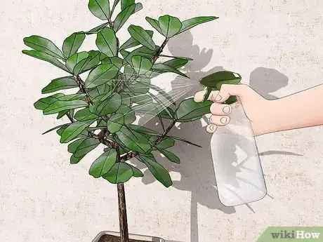 Image titled Water a Fiddle Leaf Fig Tree Step 9