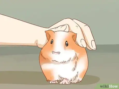 Image titled Get Your Guinea Pig to Eat a Treat Out of Your Hand Step 1