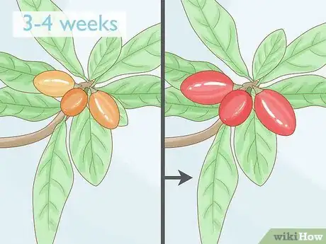 Image titled Grow Miracle Berries Step 18