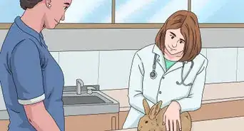 Determine the Sex of a Rabbit