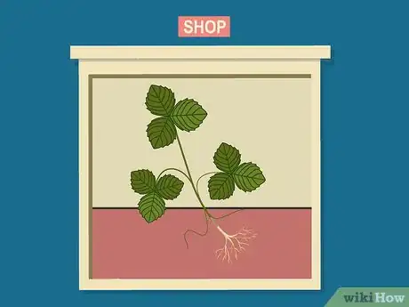 Image titled Grow Strawberries in a Pot Step 01