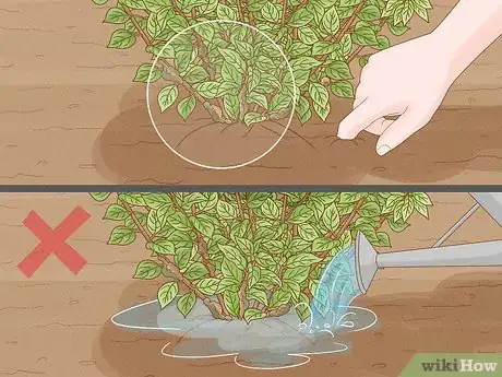 Image titled Care for Limelight Hydrangeas Step 23