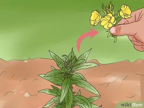 Image titled Grow Evening Primrose Step 9