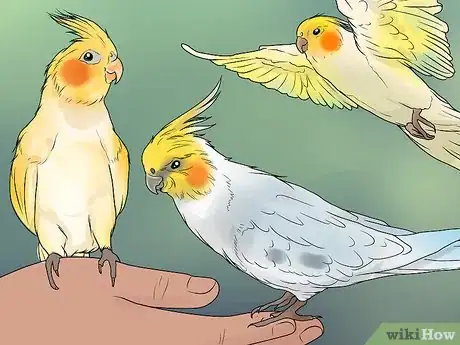 Image titled Keep Multiple Cockatiels Step 10