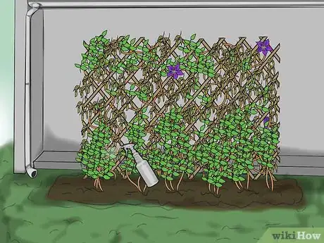 Image titled Prevent Clematis Wilt Step 4