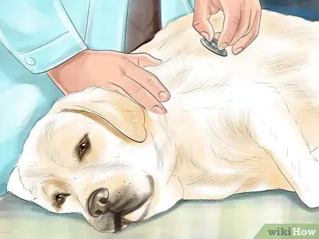 Image titled Spot Signs of Pancreatitis in Dogs Step 7