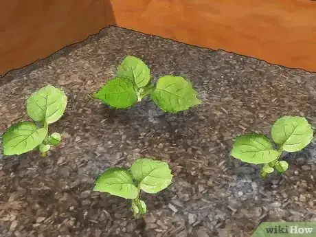 Image titled Use Vermiculite in a Container Garden Step 8