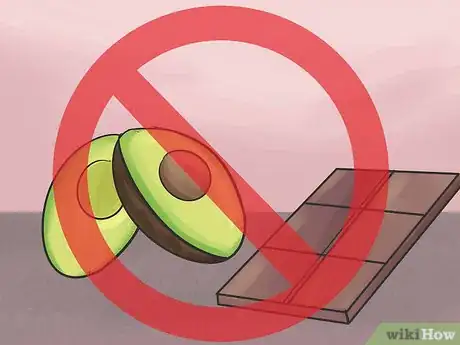 Image titled Feed a Red Bellied Parrot Step 9