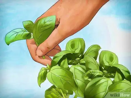 Image titled Plant a Culinary Herb Garden Step 14