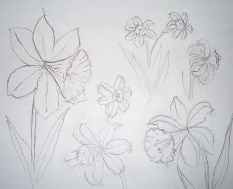 Image titled Daffodils in pencil