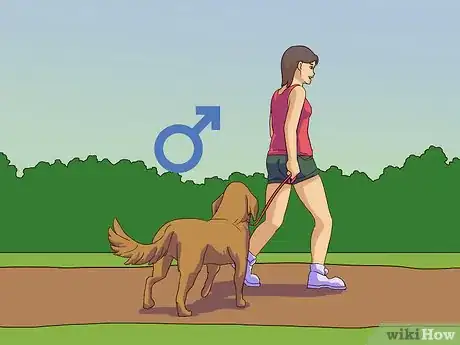 Image titled Calm a Male Dog when a Female Is in Heat Step 7