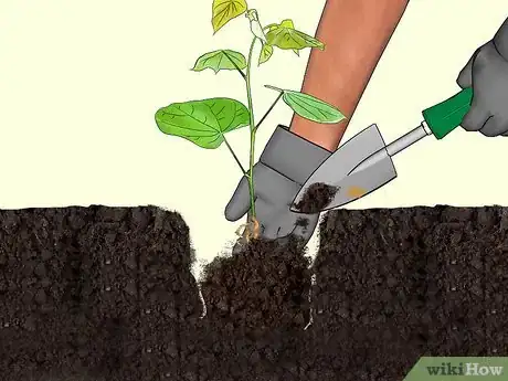 Image titled Plant Redbud Trees Step 6