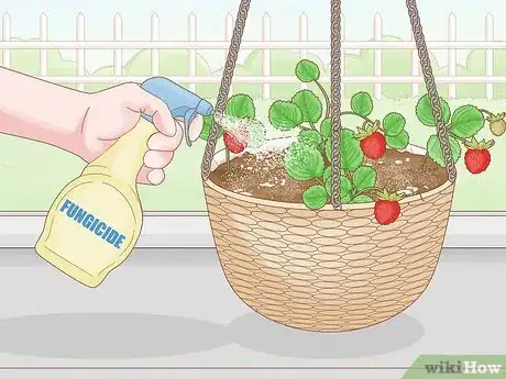 Image titled Grow Strawberries in Hanging Baskets Step 17