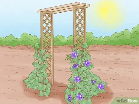 Image titled Make Morning Glories Bloom Step 10