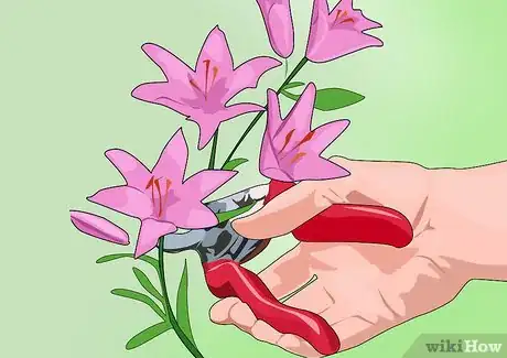 Image titled Grow and Care for Asiatic Lilies Step 15