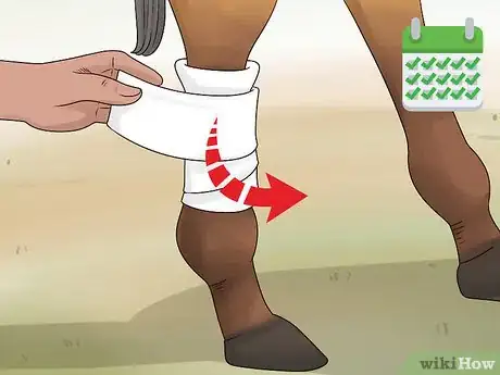 Image titled Handle Hind Leg Problems in Horses Step 13