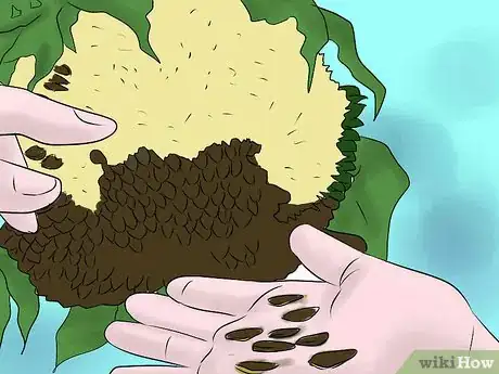 Image titled Get Rid of Sunflowers Step 6