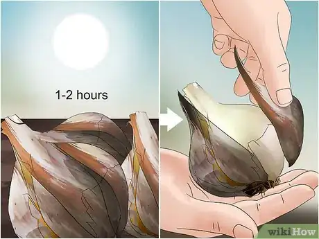 Image titled Grow Elephant Garlic Step 15