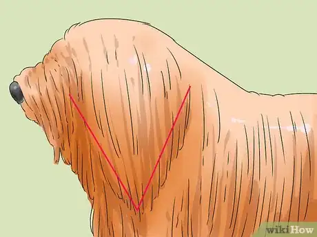 Image titled Identify a Puli Step 5
