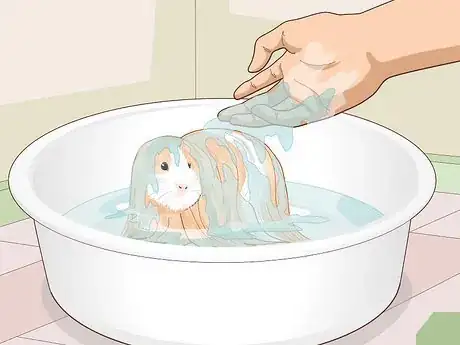 Image titled Prepare a Guinea Pig for Show Step 11