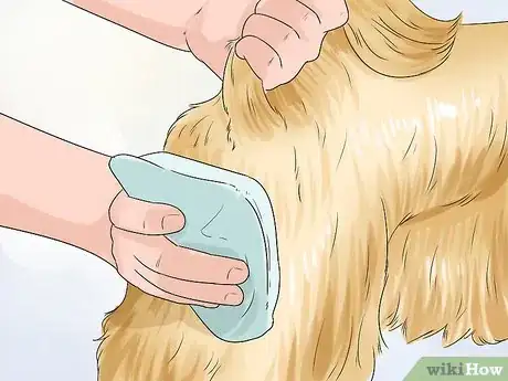 Image titled Groom a Shih Tzu at Home Step 17