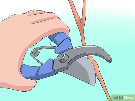 Image titled Prune Burning Bush Step 8