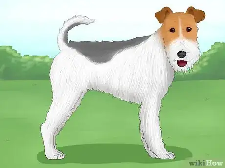 Image titled Identify a Wire Fox Terrier Step 7