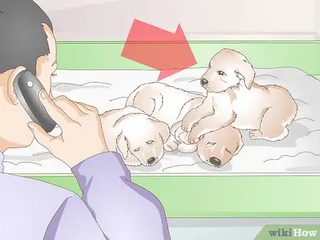 Image titled Get a Litter of Puppies to Sleep Step 12