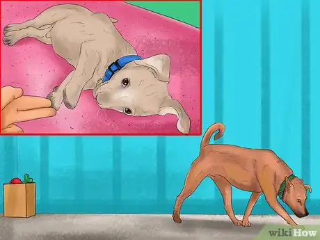 Image titled Keep an Older Dog Mentally Active Step 2