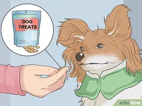 Image titled Dress Your Dog Step 13