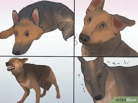 Image titled Diagnose Epilepsy in German Shepherds Step 6