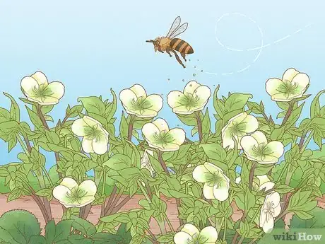 Image titled How Do Insects Help a Plant to Reproduce Step 2