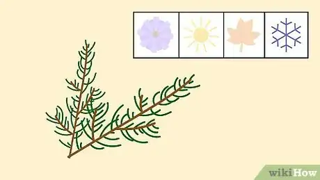 Image titled Grow Chamomile Step 22