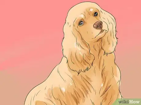 Image titled Diagnose Ear Infections in Cocker Spaniels Step 2