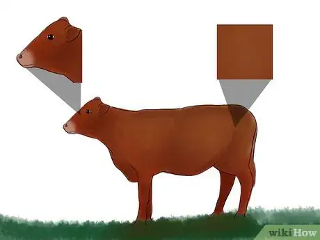 Image titled Identify Brown Swiss Cattle Step 2