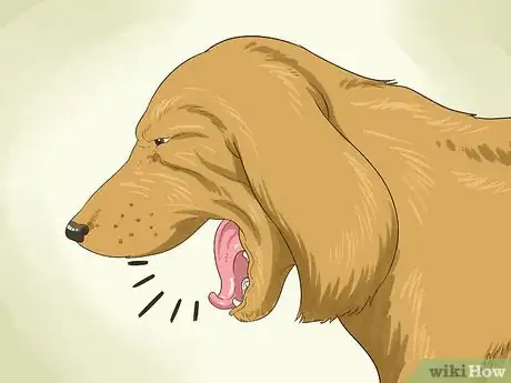 Image titled Manage Obesity in Senior Dogs Step 10