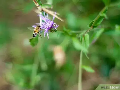 Image titled Buy Fruit Trees Step 4