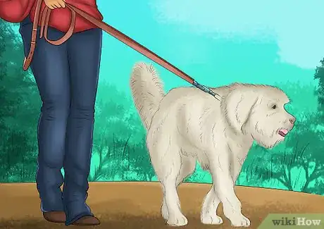 Image titled Keep an Older Dog Mentally Active Step 4